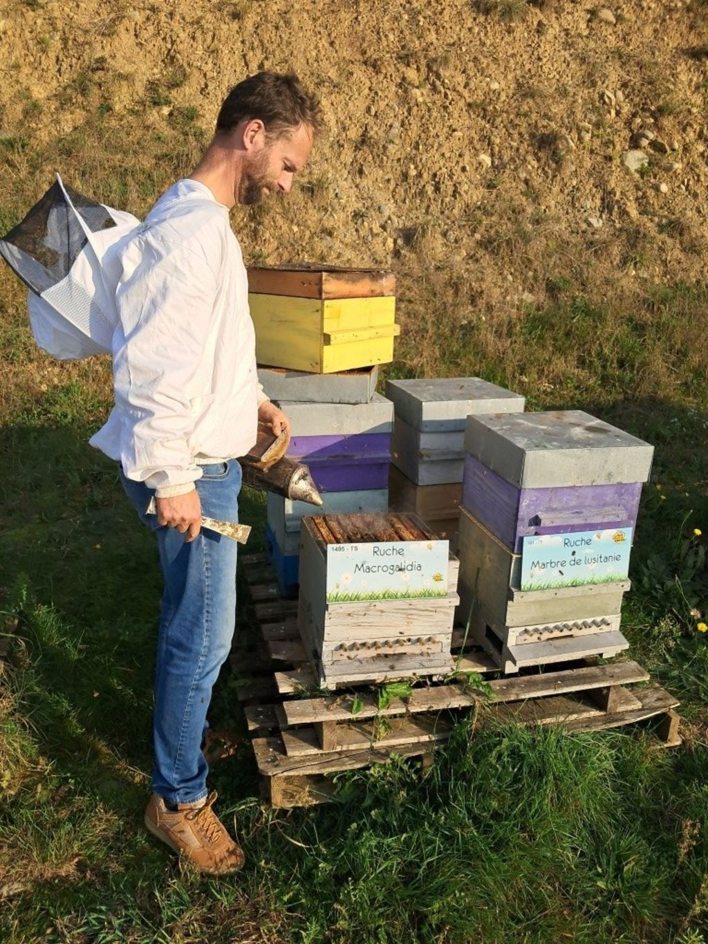 La ruche Macrogalidia