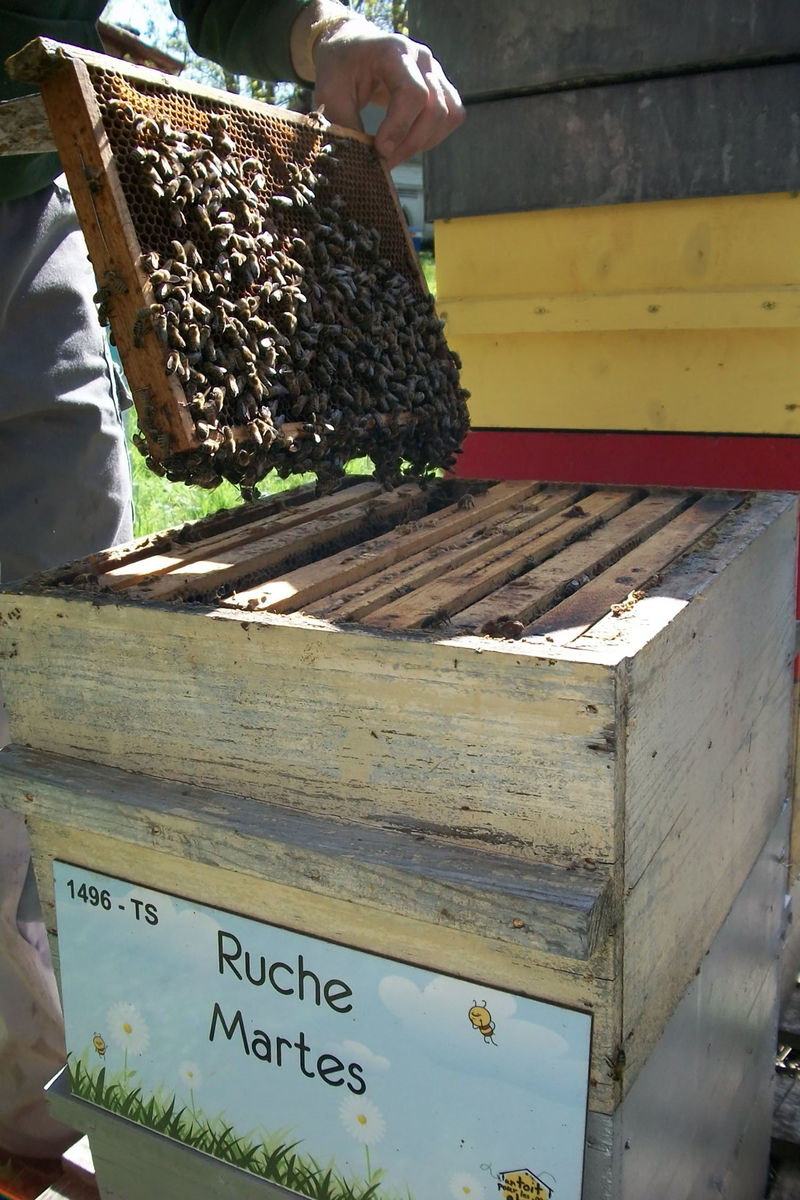 La ruche Martes