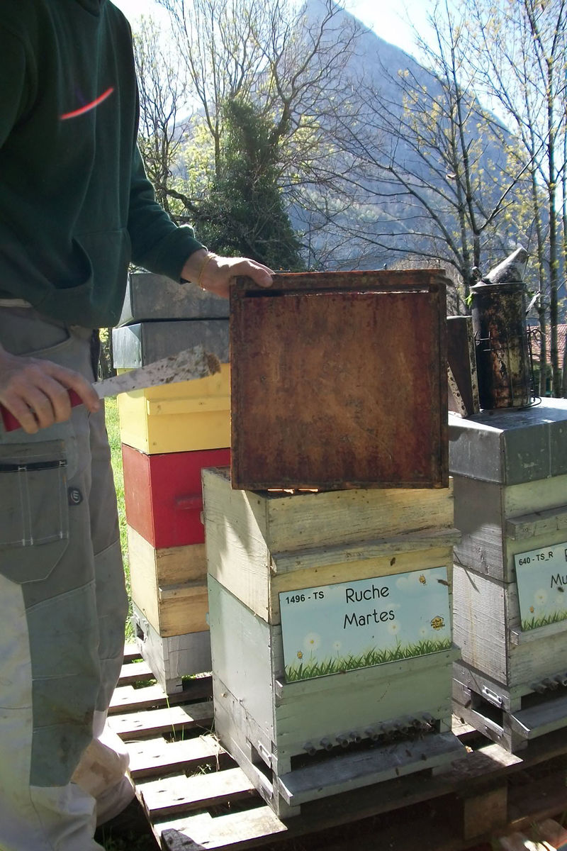 La ruche Martes