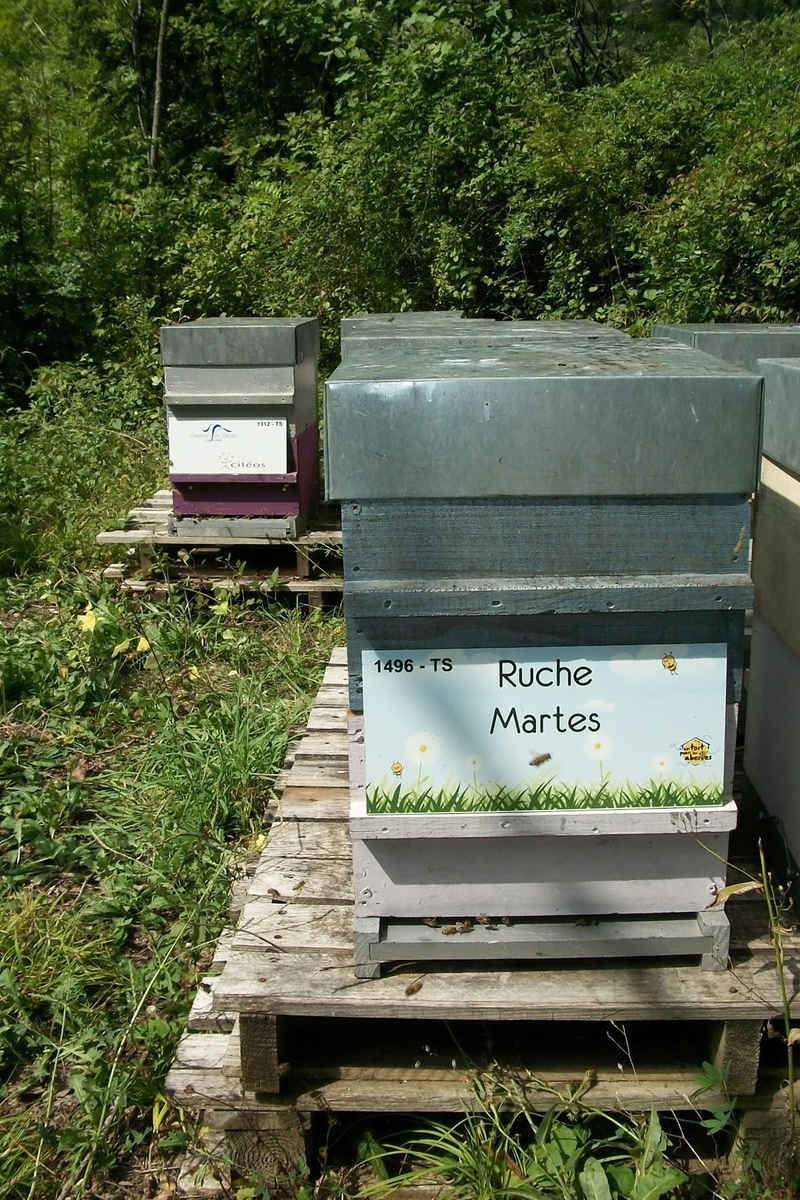La ruche Martes