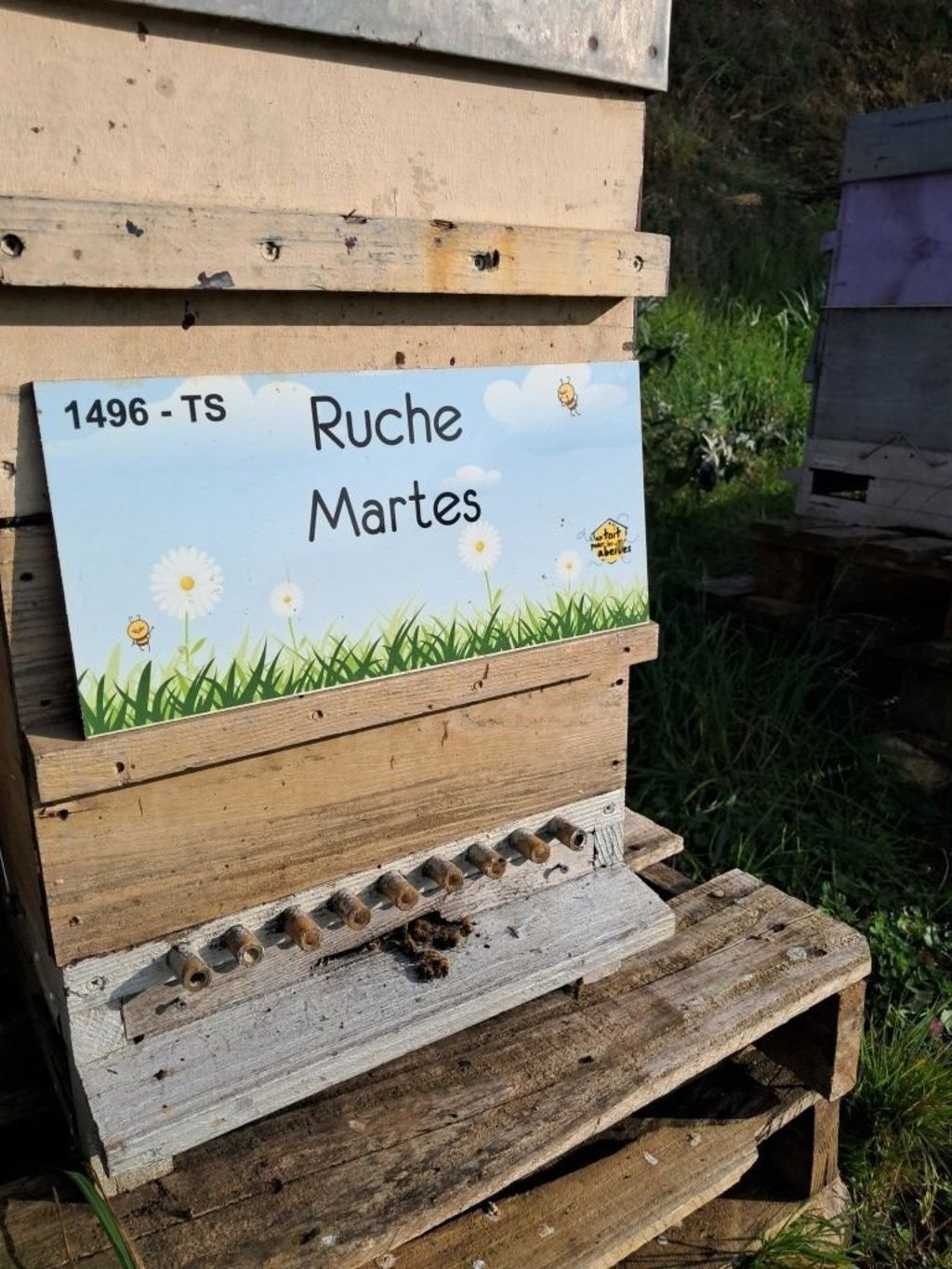 La ruche Martes