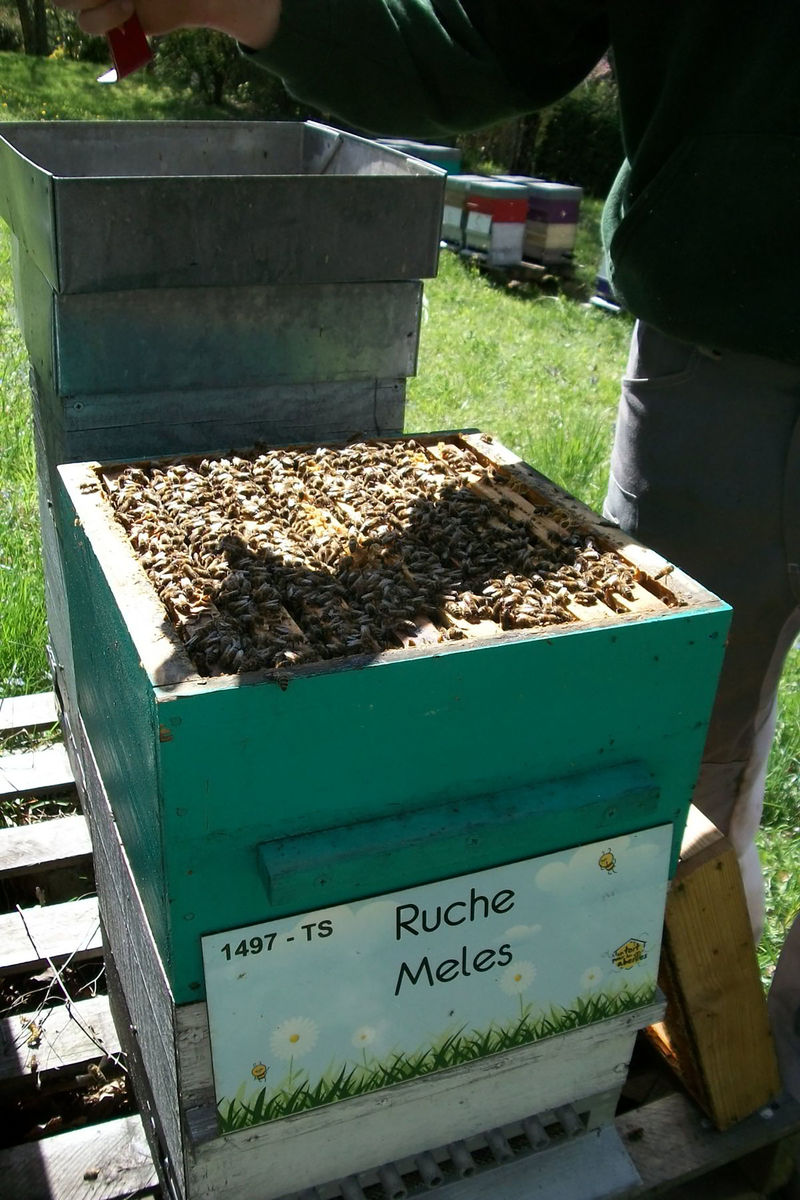 La ruche Meles
