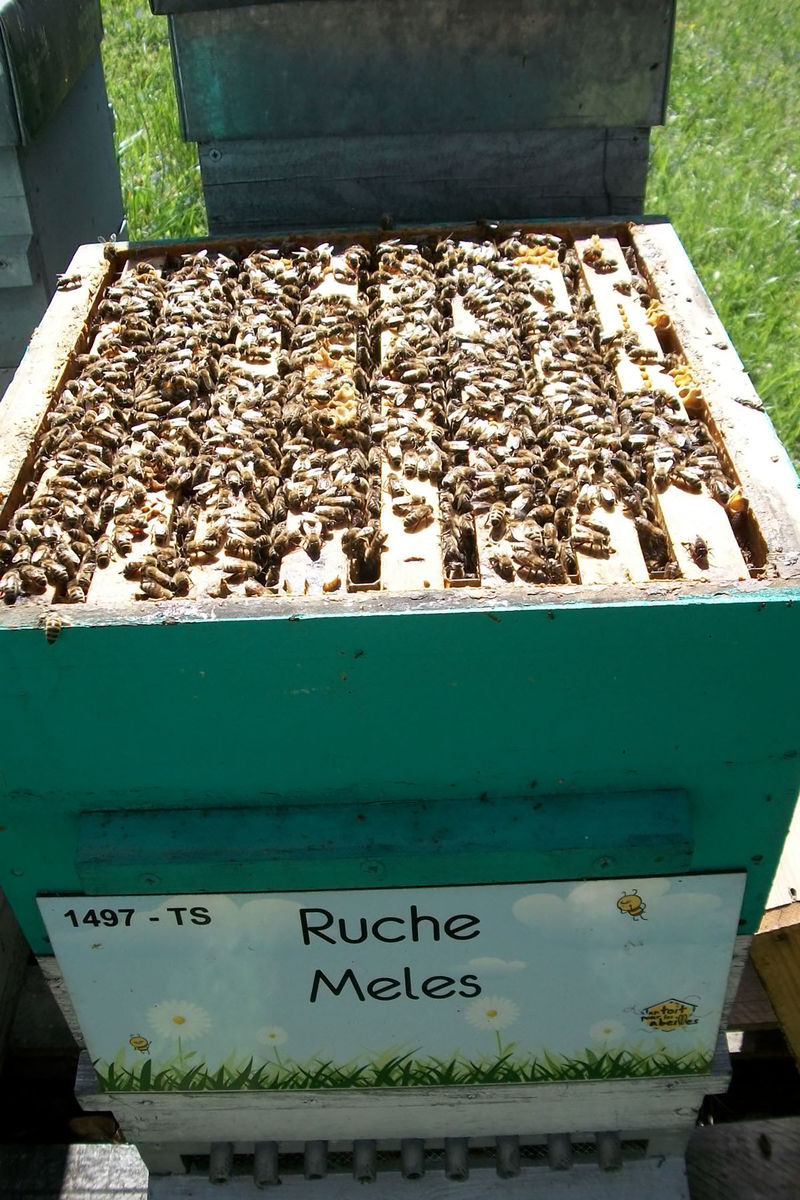 La ruche Meles