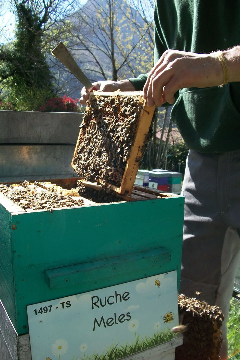 La ruche Meles