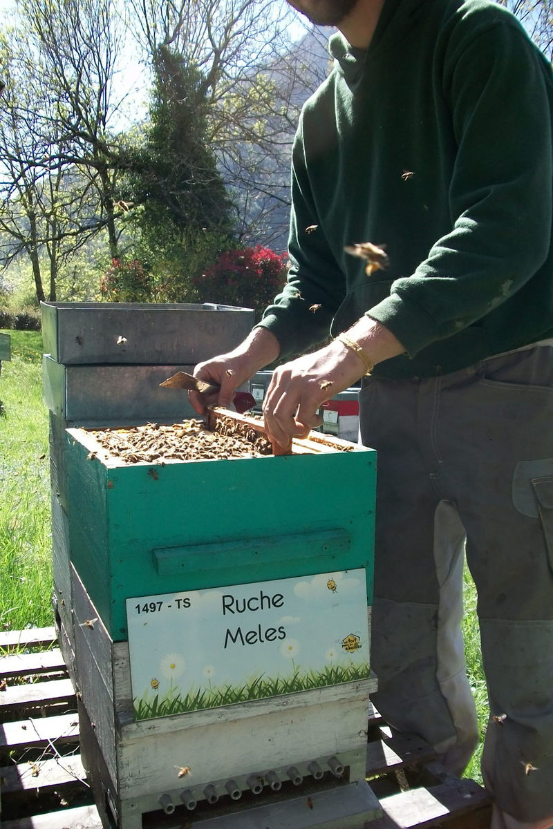 La ruche Meles