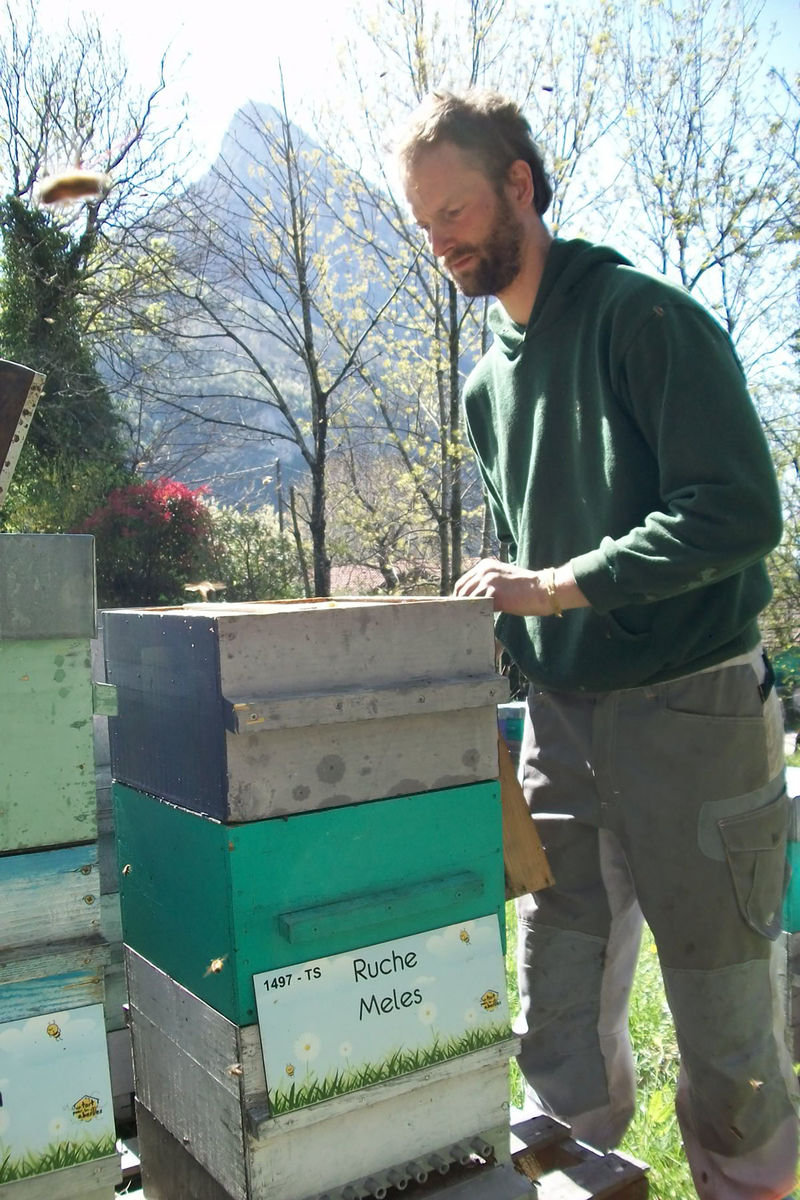 La ruche Meles