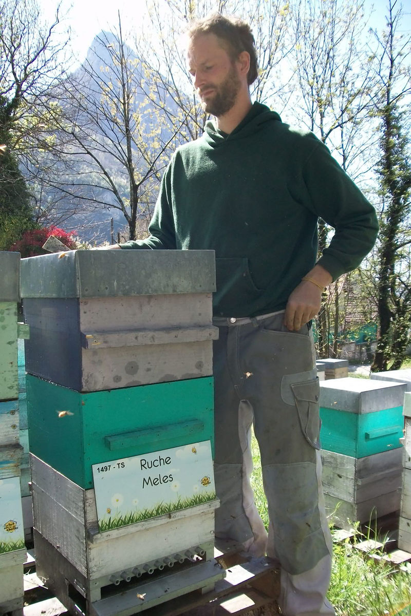 La ruche Meles