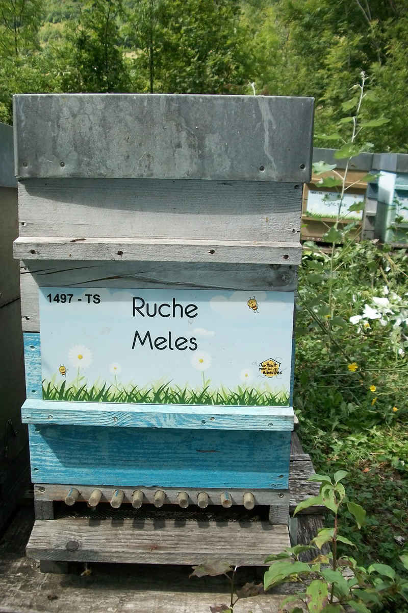 La ruche Meles