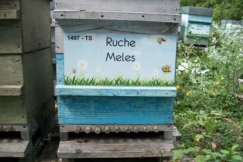 La ruche Meles