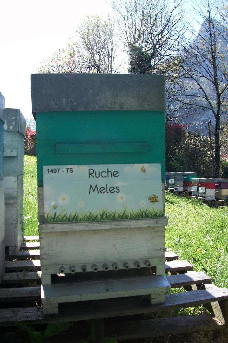 La ruche Meles