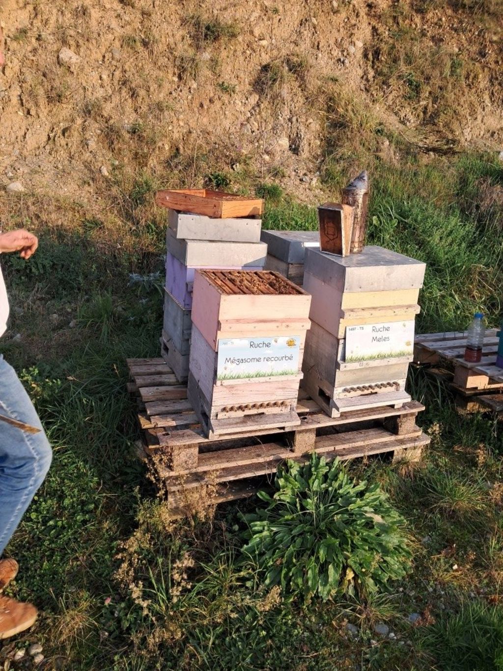 La ruche Meles