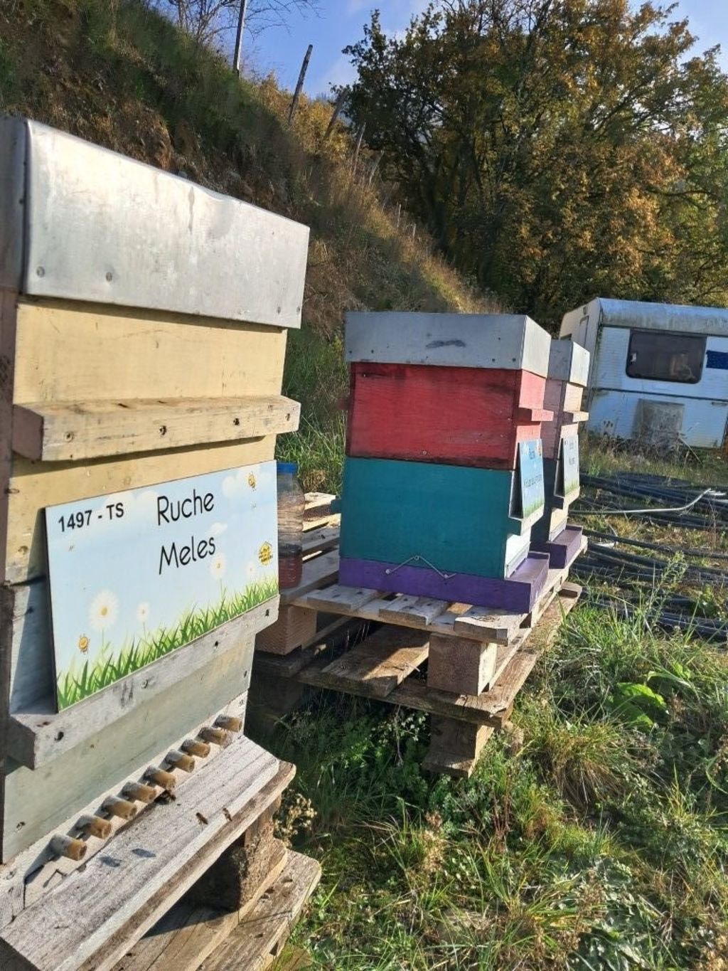 La ruche Meles