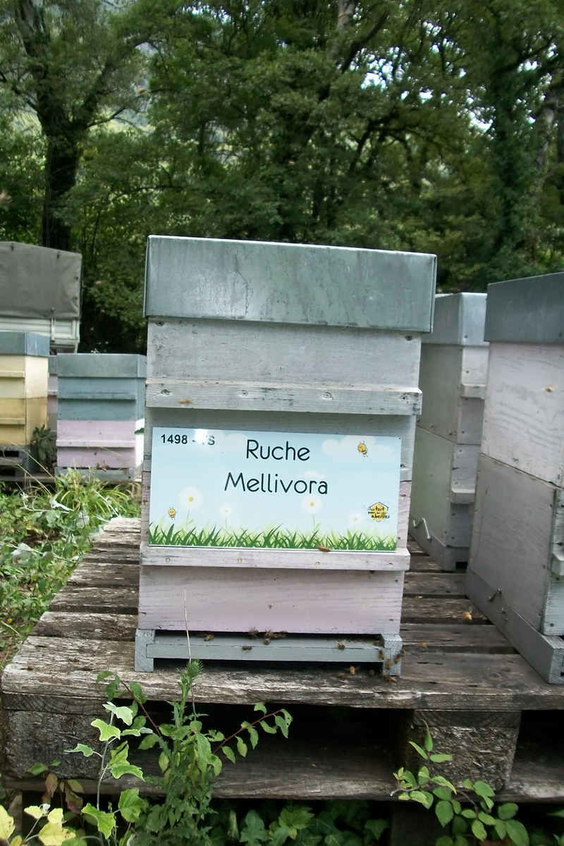La ruche Mellivora