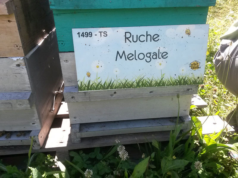 La ruche Melogale