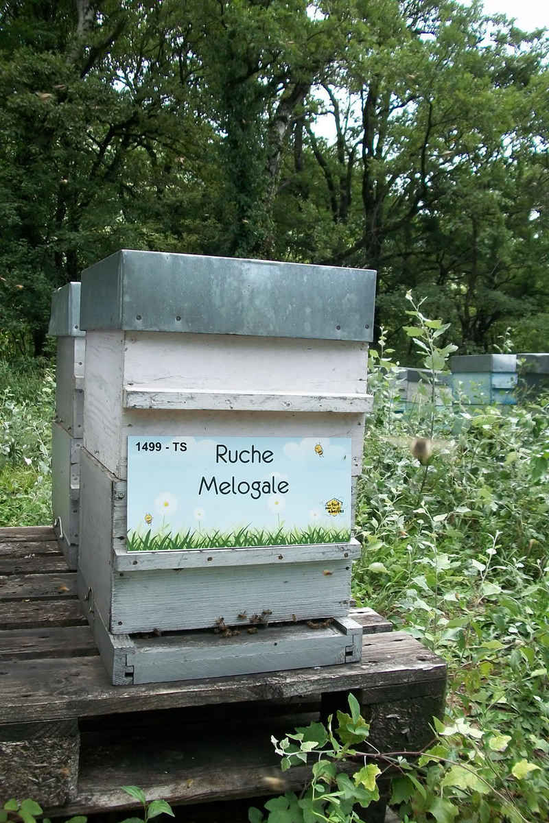 La ruche Melogale