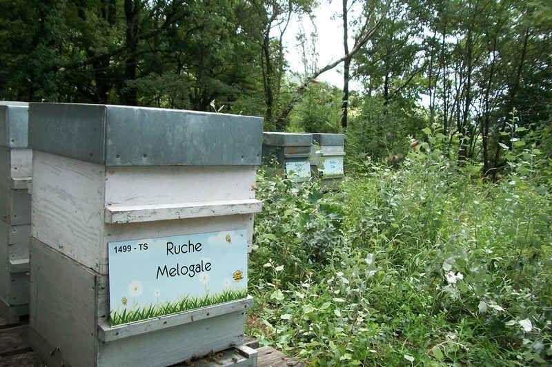 La ruche Melogale