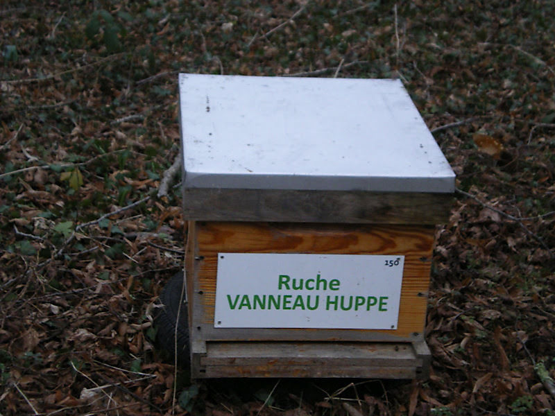 La ruche Vanneau huppé