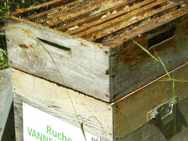 La ruche Vanneau huppé