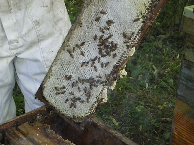 La ruche Vanneau huppé