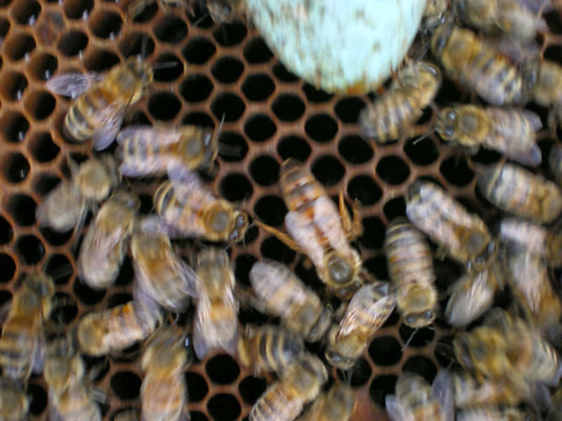 La ruche Vanneau huppé