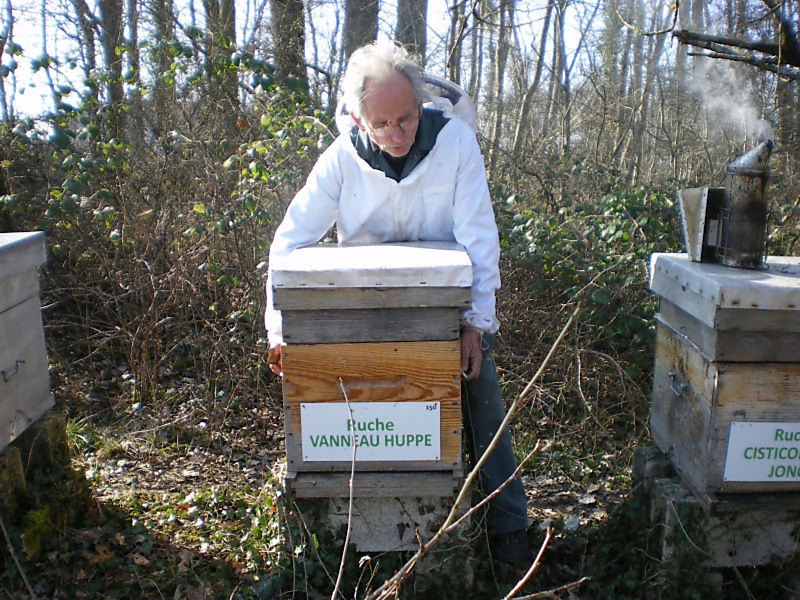 La ruche Vanneau huppé