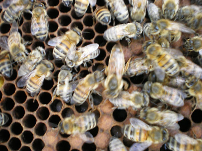 La ruche Vanneau huppé