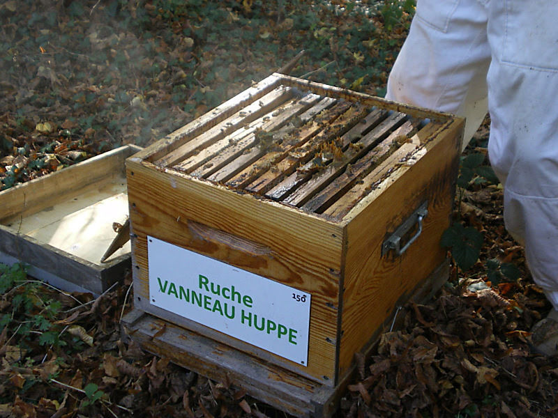 La ruche Vanneau huppé