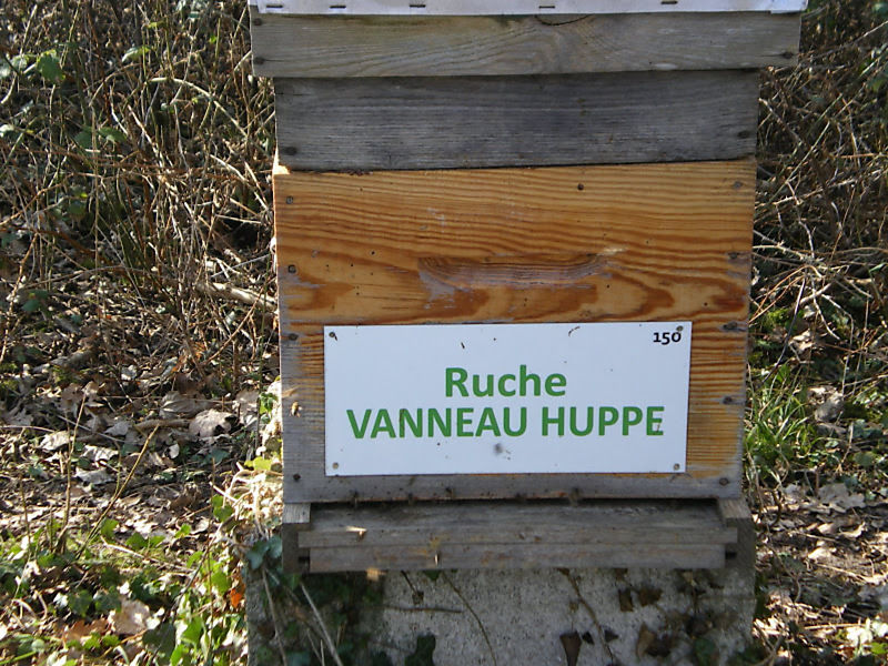 La ruche Vanneau huppé