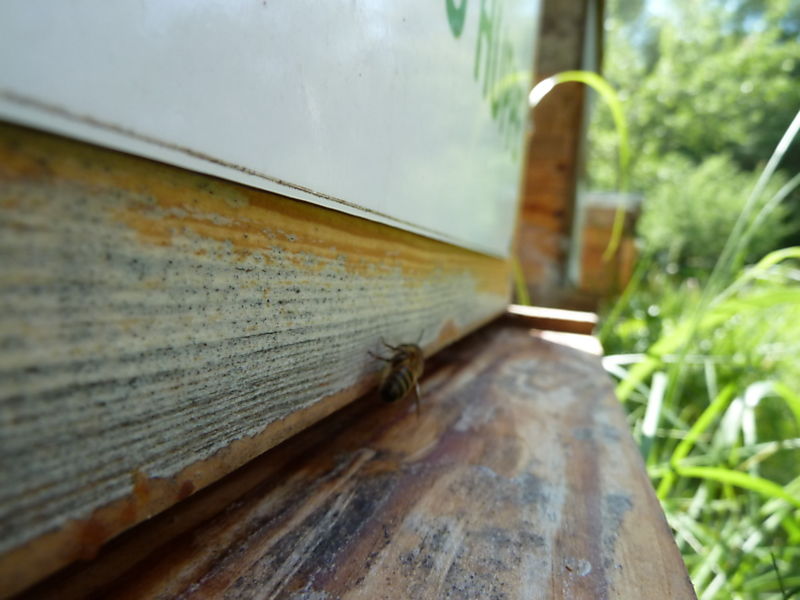 La ruche Vanneau huppé