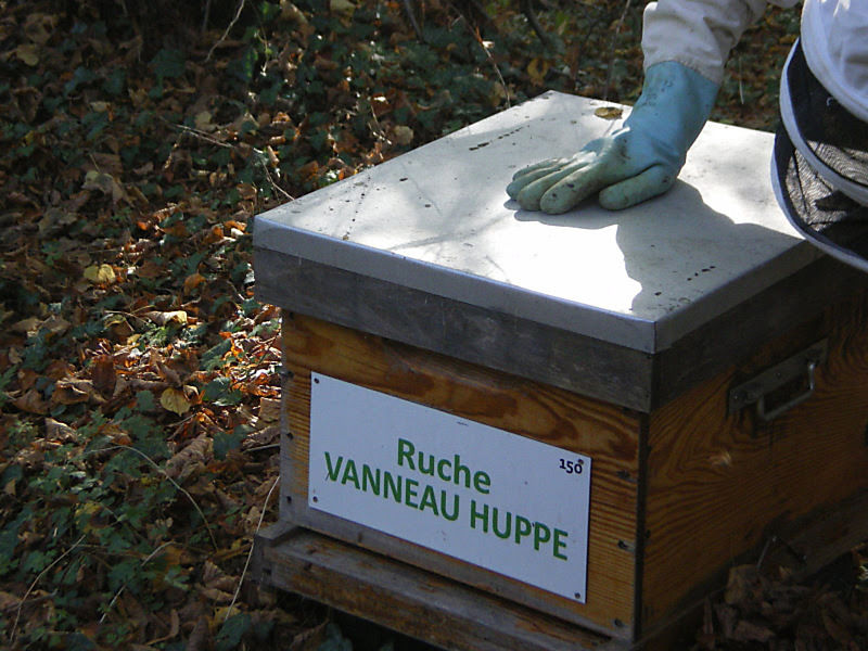 La ruche Vanneau huppé