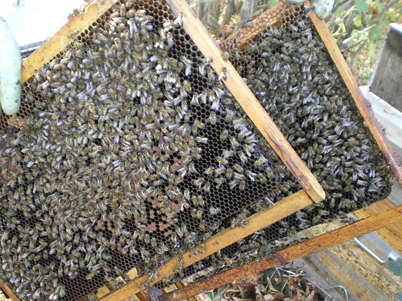 La ruche Vanneau huppé