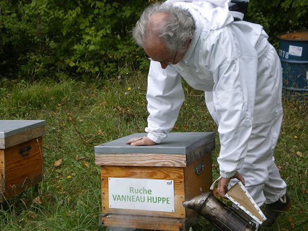 La ruche Vanneau huppé