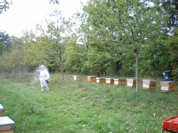 La ruche Vanneau huppé