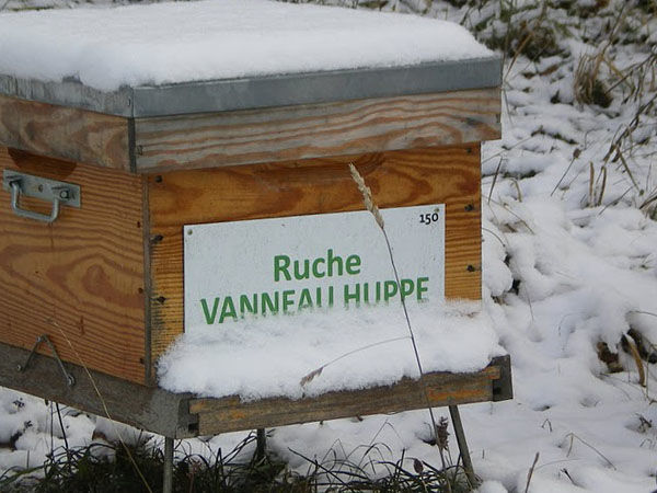 La ruche Vanneau huppé