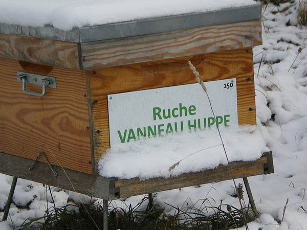 La ruche Vanneau huppé