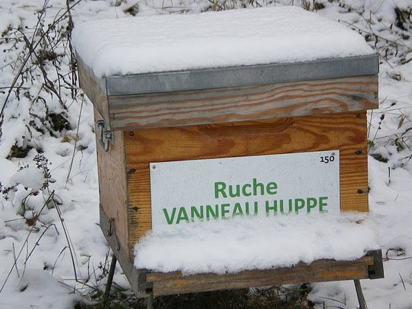 La ruche Vanneau huppé