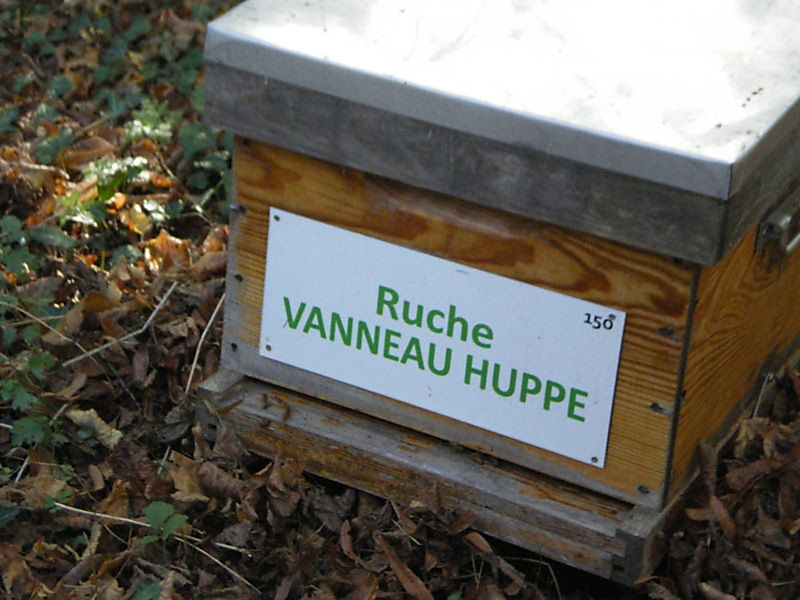 La ruche Vanneau huppé