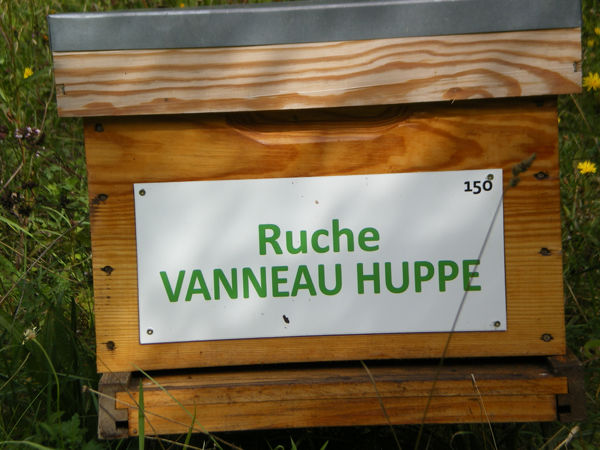 La ruche Vanneau huppé