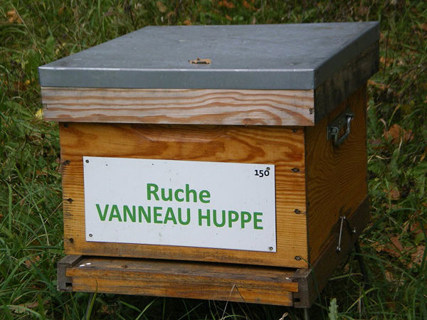 La ruche Vanneau huppé