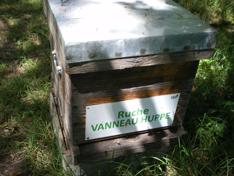 La ruche Vanneau huppé