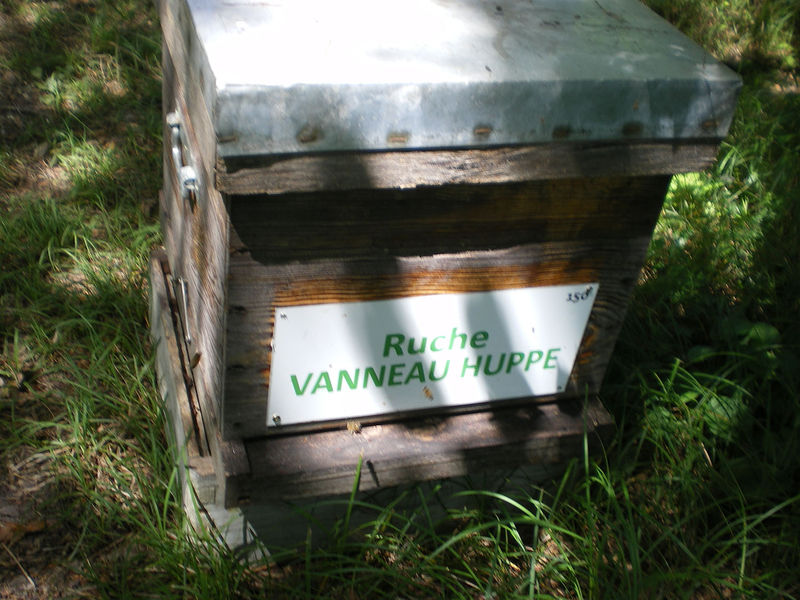 La ruche Vanneau huppé