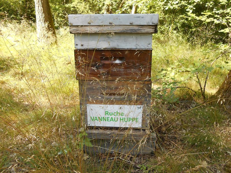 La ruche Vanneau huppé