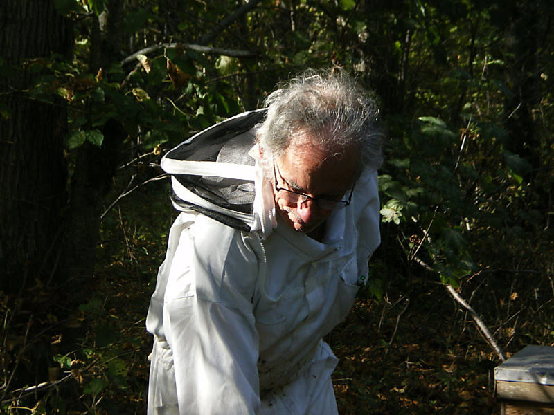 La ruche Vanneau huppé