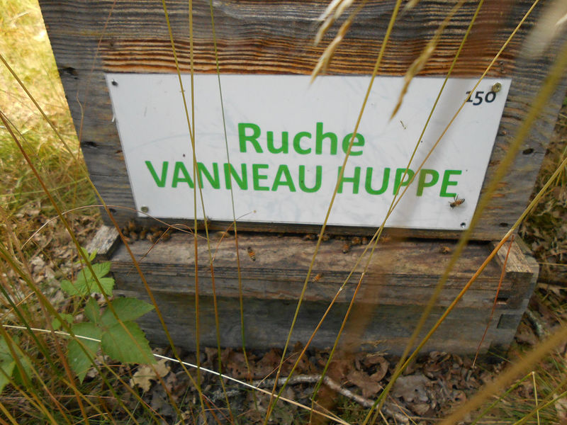 La ruche Vanneau huppé