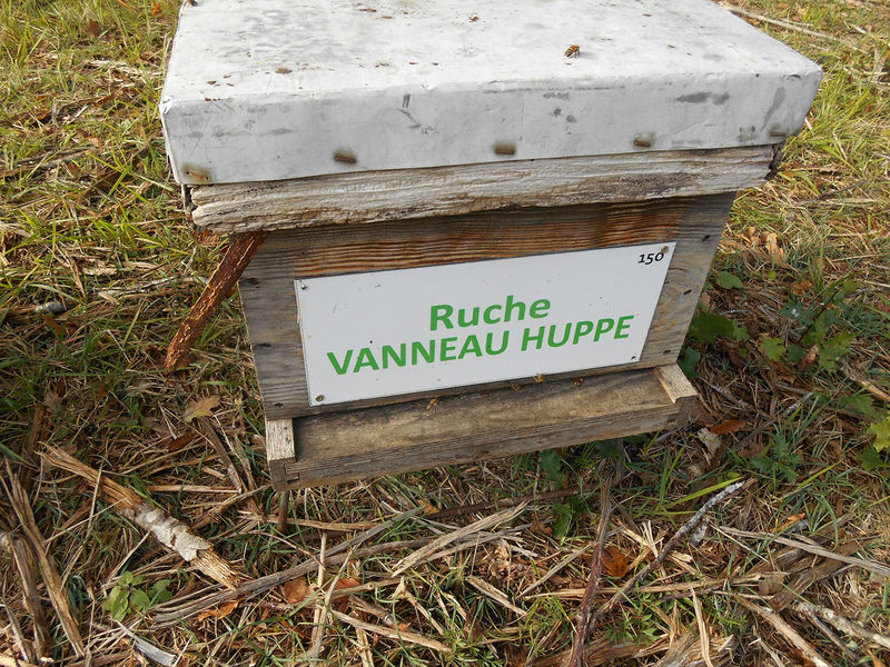 La ruche Vanneau huppé