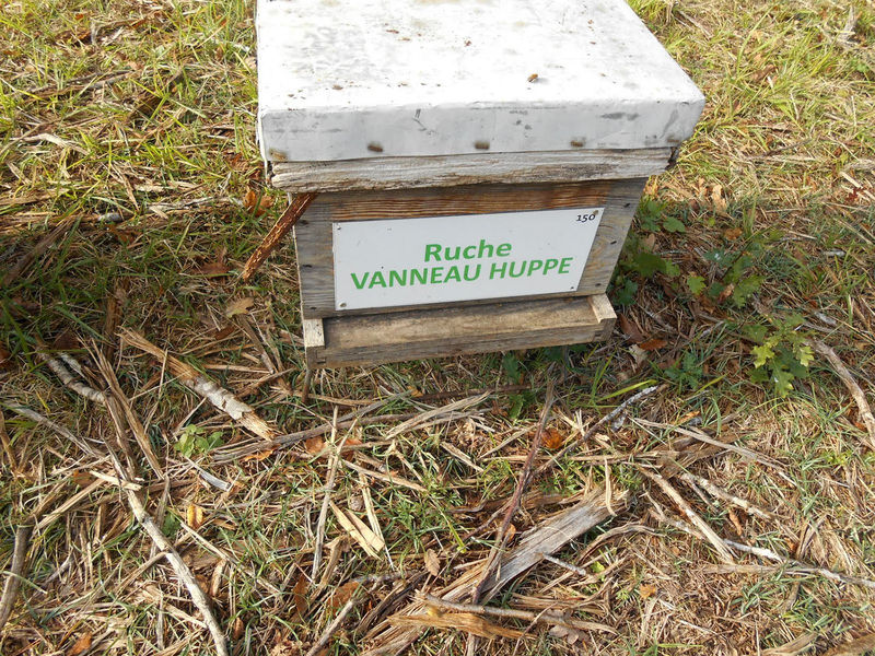 La ruche Vanneau huppé