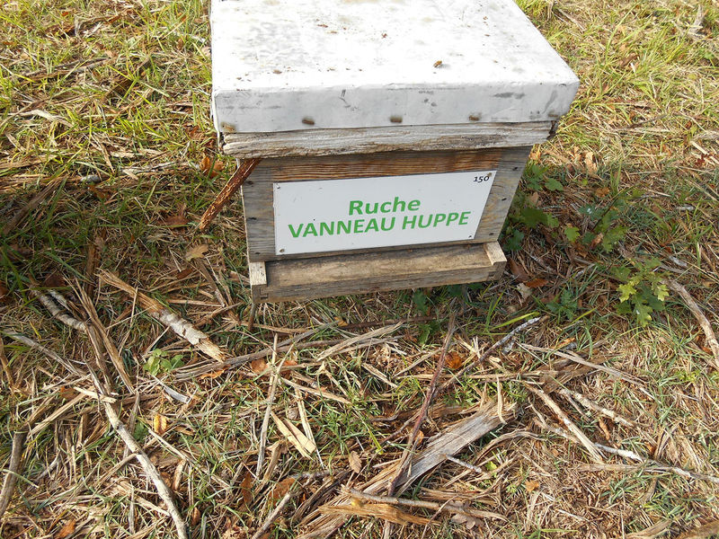 La ruche Vanneau huppé