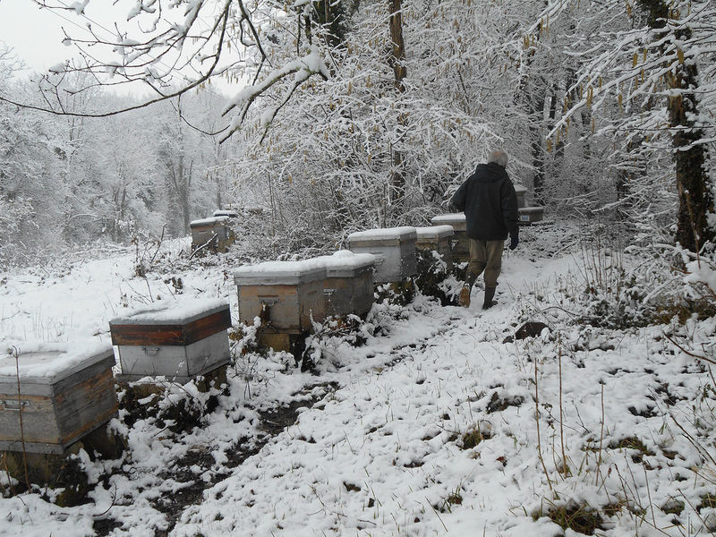 La ruche Vanneau huppé