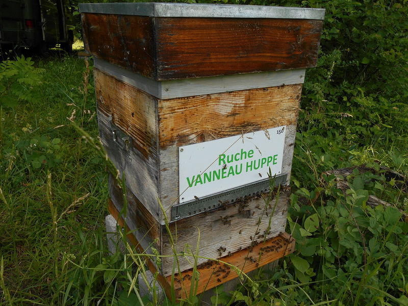 La ruche Vanneau huppé