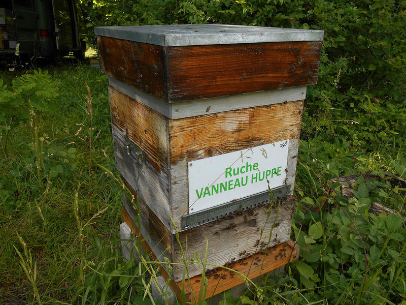 La ruche Vanneau huppé